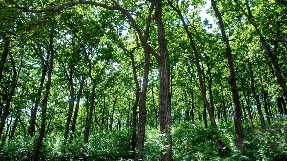 Vishweshwar Dutt Saklani: Ο άνθρωπος που φύτεψε 5.000.000 δέντρα σε όλη τη ζωή του!