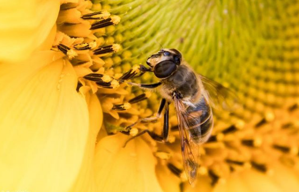 Έρευνα: Μπορούν οι μέλισσες να κάνουν μαθηματικές πράξεις;