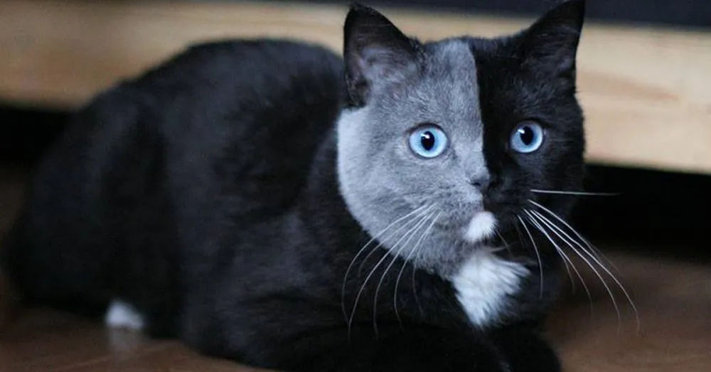 10 απίστευτες γάτες που μας γοητεύουν με την ομορφιά τους!