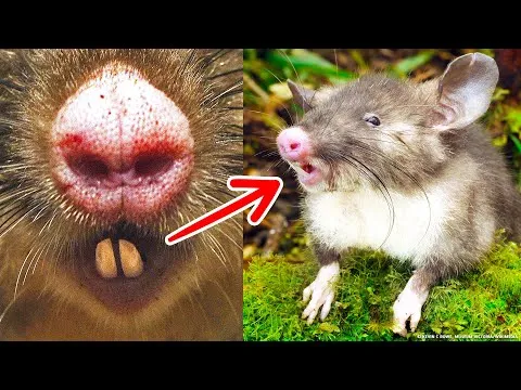 Τα 11 ζώα που οι επιστήμονες ανακάλυψαν πρόσφατα!