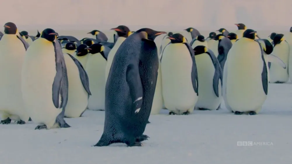 Αυτοκρατορικός πιγκουίνος: Ο πιο σπάνιος στο είδος του, σύμφωνα με επιστήμονες!