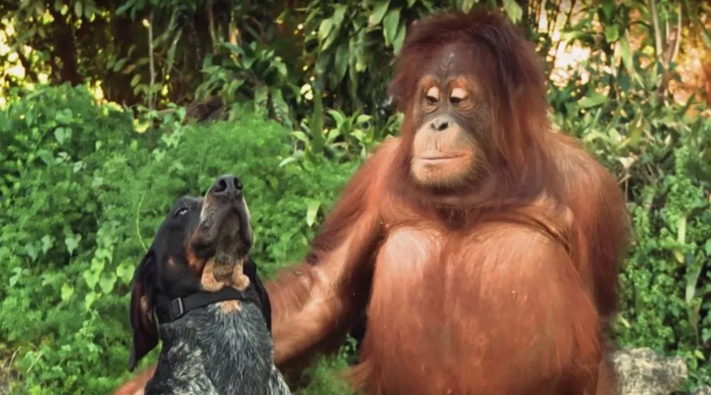 Οι περίεργες φιλίες ζώων που άφησαν τους επιστήμονες με το στόμα ανοιχτό!