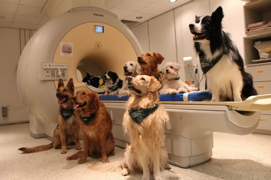 Οι σκύλοι μπορούν να καταλάβουν τι τους λέμε, σύμφωνα με τους επιστήμονες!