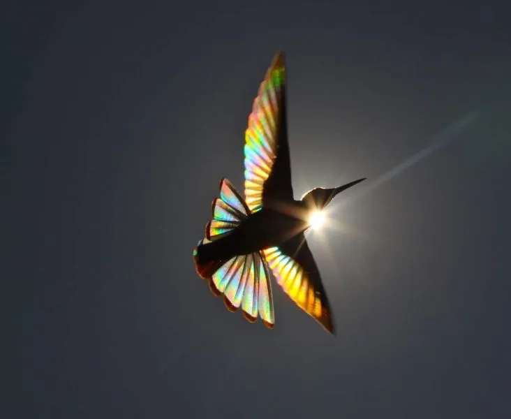 Ένα απίστευτο πτηνό στα χρώματα του ουράνιου τόξου