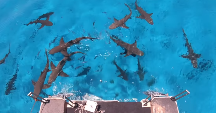 Τελικά, οι καρχαρίες μπορούν να μυρίσουν μία και μόνο σταγόνα αίματος; (video)