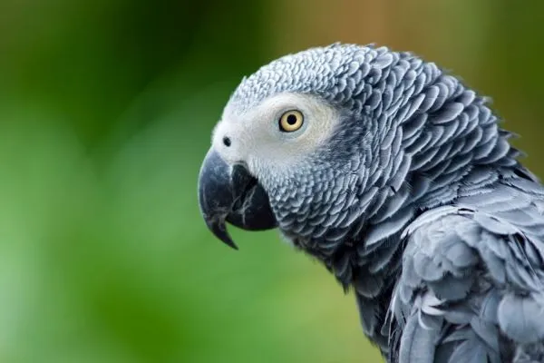 Αυτός είναι ο μεγαλύτερος παπαγάλος που έχει ανακαλυφθεί μέχρι σήμερα!