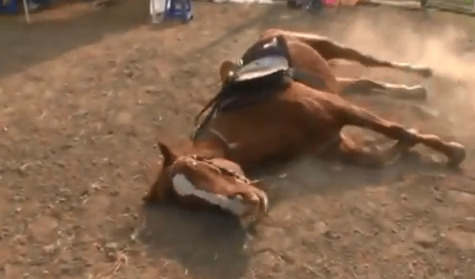 Ένα άλογο έχει βρει έναν μοναδικό τρόπο για να διώχνει αυτούς που θέλουν να το ιππεύσουν