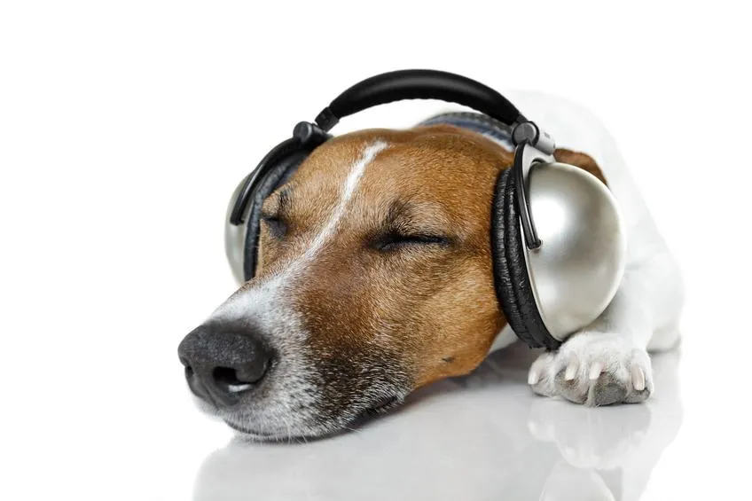 Το Spotify έφτιαξε ειδική playlist για τους σκύλους που μένουν μόνοι στο σπίτι
