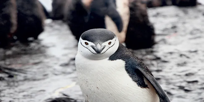 10 πιο περίεργα και μοναδικά πλάσματα που έχουν ανακαλυφθεί στην Ανταρκτική