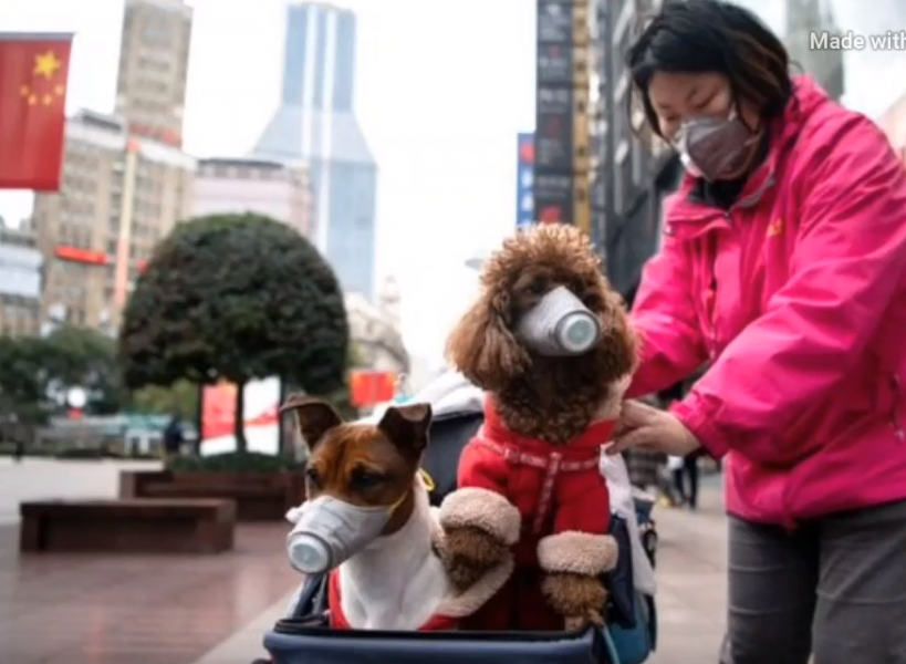 Χονγκ Κονγκ: Σε καραντίνα ένας σκύλος ασθενούς που βρέθηκε θετικός στον κορωνοϊό