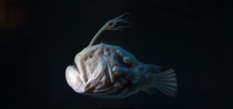 Τα 10 πιο μυστηριώδη πλάσματα που ζουν στο βυθό της θάλασσας