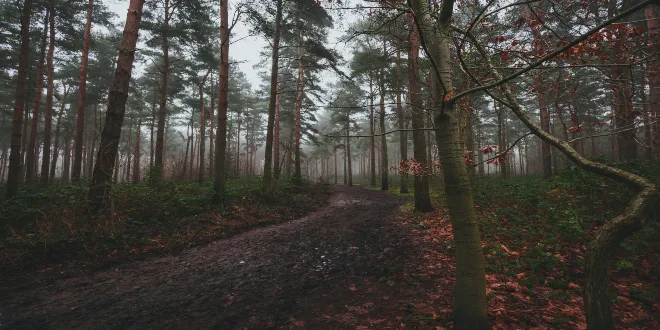 Μαγικές φωτογραφίας από δάση σε όλο τον κόσμο για να ταξιδέψεις με το μυαλό σου