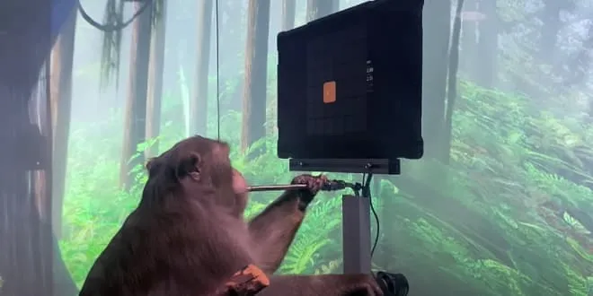 Έχεις δει πίθηκο να παίζει videogames;