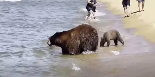 Μία οικογένεια από αρκούδες πήγε για βουτιές σε μία παραλία στην Καλιφόρνια - Έκπληκτοι οι λουόμενοι
