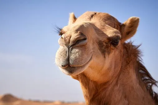 Σαουδική Αραβία: Kαμήλες αποκλείστηκαν από διαγωνισμό επειδή είχαν κάνει μπότοξ