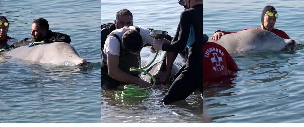 Φάλαινα - Άλιμος: Προσπάθειες διάσωσης του ενδημικού κήτους - Τι λένε οι ειδικοί [Φωτογραφίες και Βίντεο]