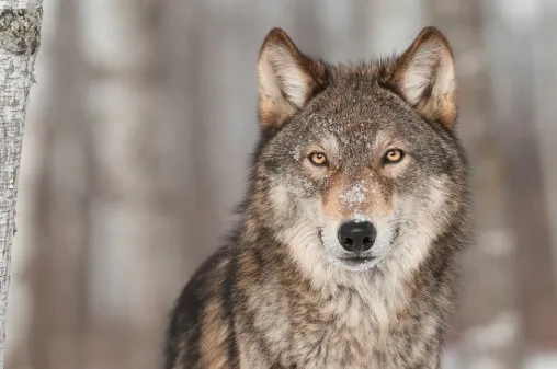 Διόνυσος: Λύκος επιτέθηκε σε σκυλιά - Μεγάλη ανησυχία στους κατοίκους