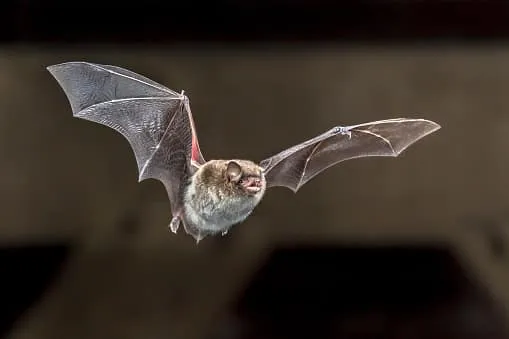 Λάος: Εντοπίστηκαν νυχτερίδες με κορωνοϊό