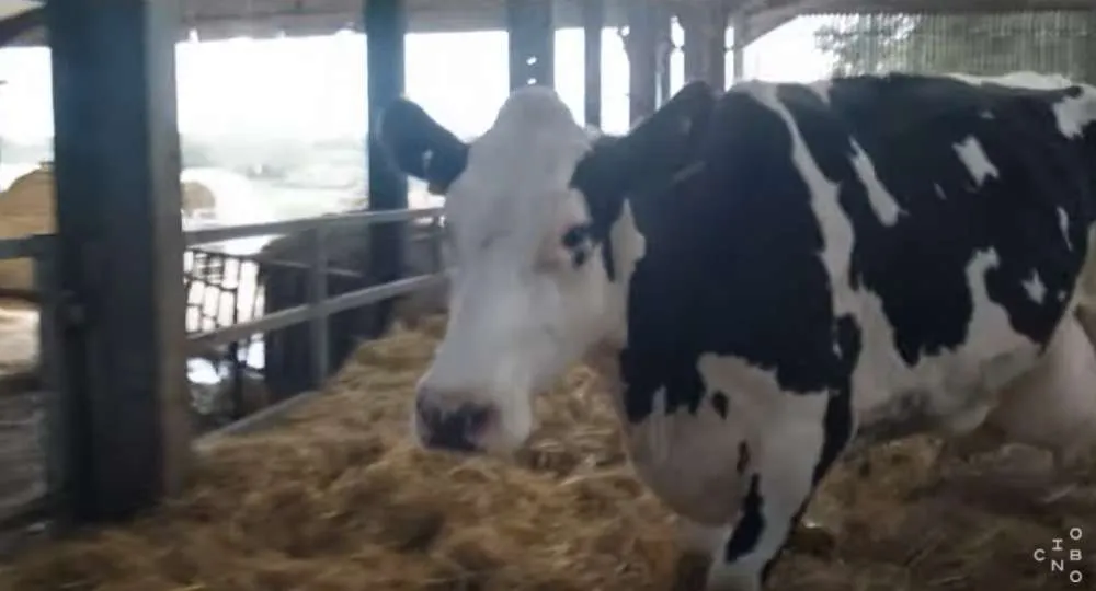 Αγελάδα: Η καθημερινότητα δύο αγελάδων μέσα από ένα ντοκιμαντέρ χωρίς διαλόγους