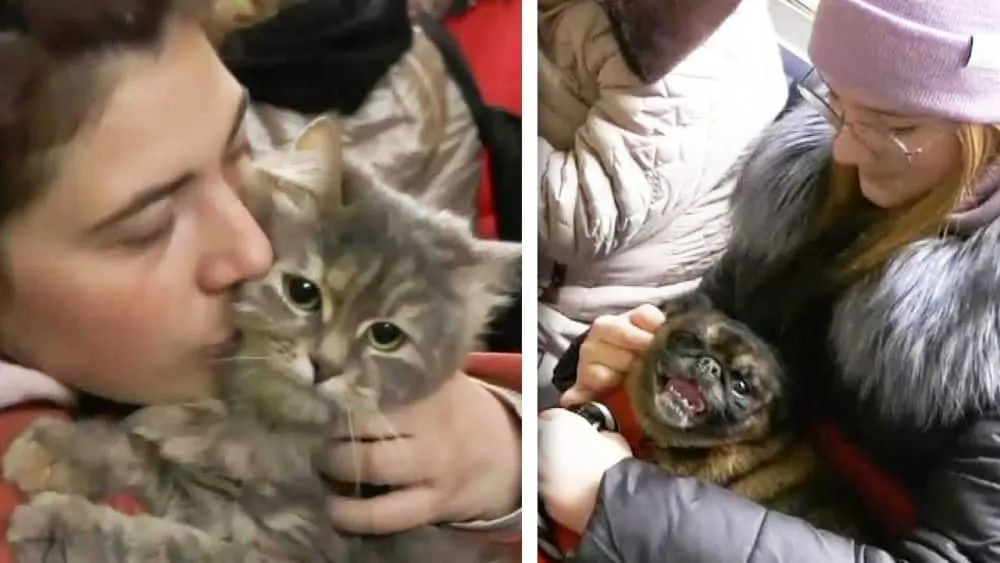 Ανατολική Ουκρανία: Γάτες και σκύλοι ζουν το δικό τους δράμα - Το φιλοζωικό έργο εθελοντών