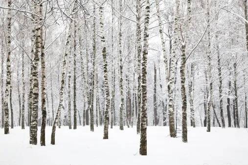 Γυναίκα επέζησε έξι ημέρες στο δάσος τρώγοντας γιαούρτι και χιόνι