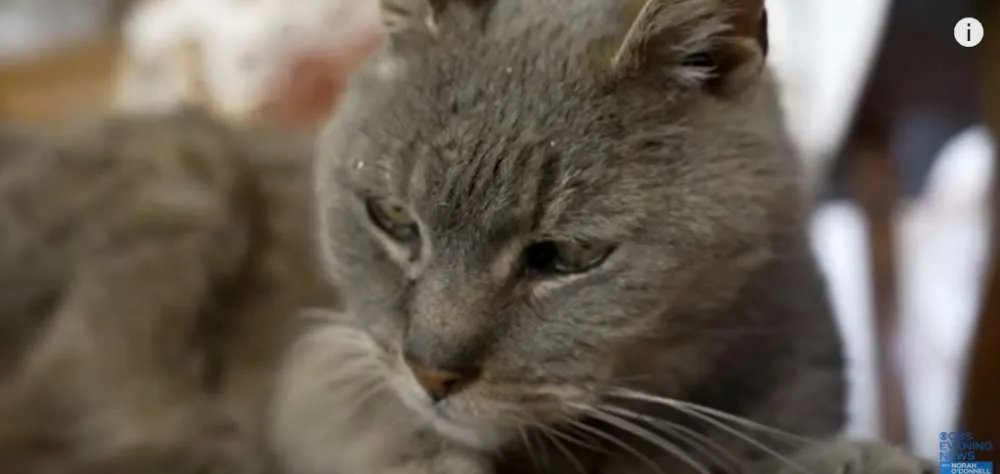 Μέριλαντ: Γάτα εξαφανίστηκε πριν από 16 χρόνια και βρέθηκε λίγο πριν την ευθανασία