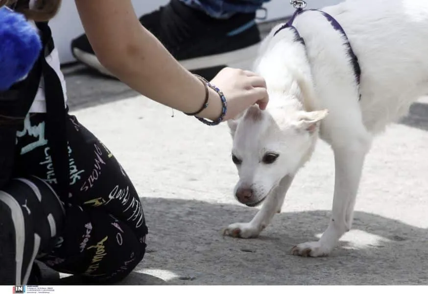 Μύκονος: Δίνουν 1000 ευρώ για babysitting σκύλου