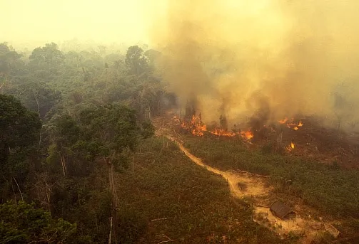 Αμαζόνιος:  Aσυνήθιστα μεγάλος αριθμός πυρκαγιών - Παγκόσμια ανησυχία