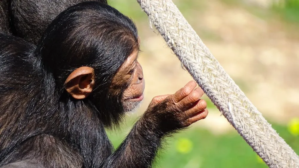 Αττικό Ζωολογικό Πάρκο: Οργή στα social media για τη θανάτωση χιμπατζή - Τι απαντάνε οι υπεύθυνοι