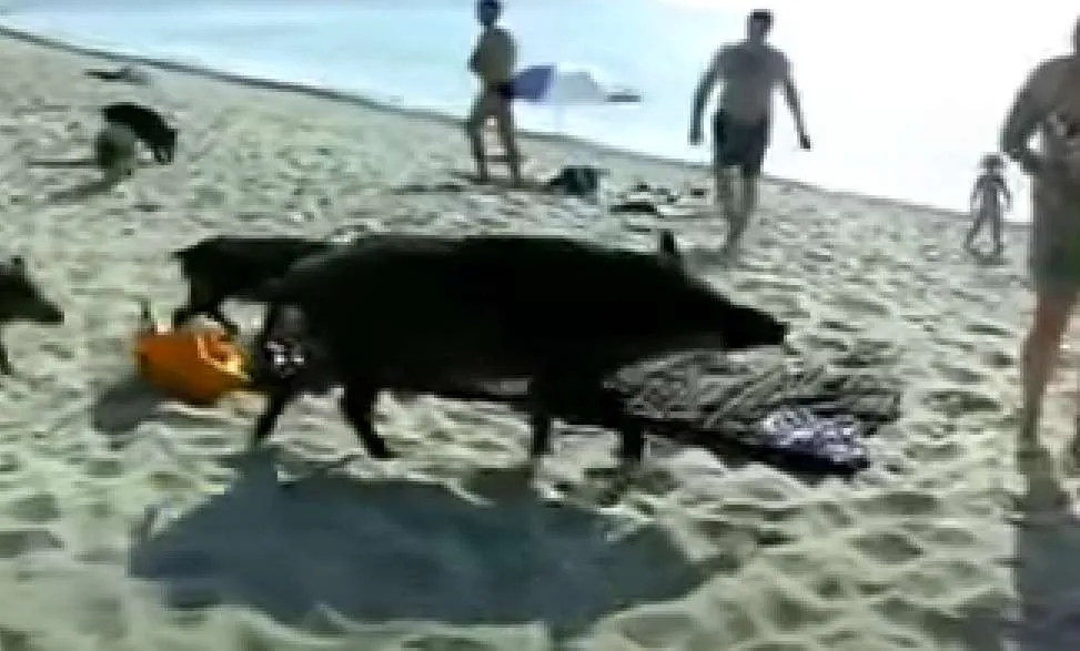 Χαλκίδα: Aγριογούρουνα κολυμπούσαν δίπλα σε κολυμβητές - Πανικός στην παραλία