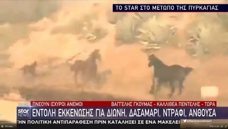 Φωτιά Πεντέλης: Άλογα τρέχουν να σωθούν από τις φλόγες (ΒΙΝΤΕΟ)