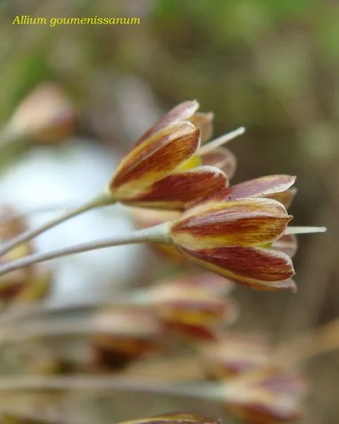 Στο Κιλκίς η πρώτη, παγκοσμίως, καταγραφή του φυτού Allium goumenissanum