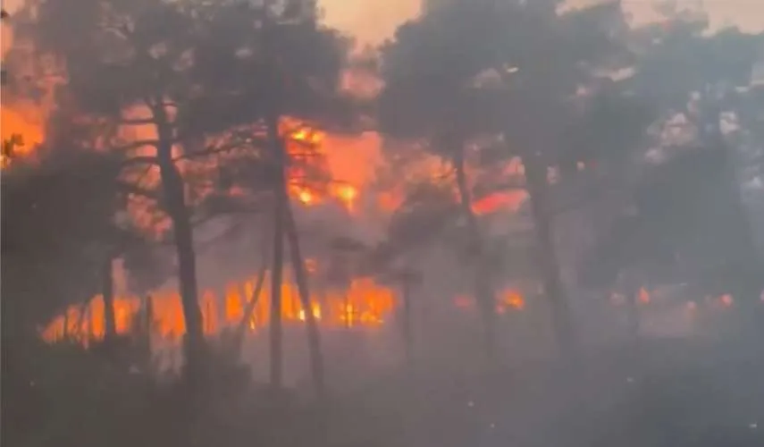 Δάσος Δαδιάς: Ανυπολόγιστη οικολογική καταστροφή - Κάηκαν πάνω από 25.000 στρέμματα γης