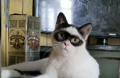 Ο γάτος - «Ζορό» που έχει γίνει το απόλυτο viral στο TikTok