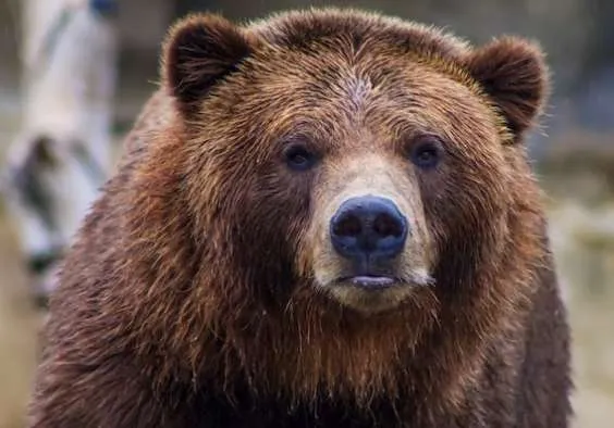 Φλώρινα: Νεκρές τρεις αρκούδες από πυροβολισμούς