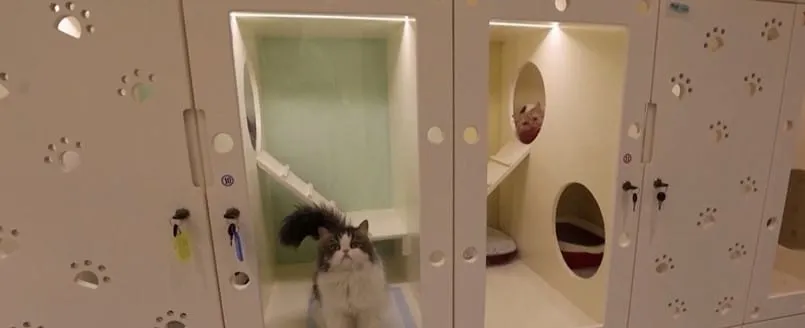 Το πρώτο πεντάστερο ξενοδοχείο για γάτες βρίσκεται στην Σαουδική Αραβία (ΒΙΝΤΕΟ)