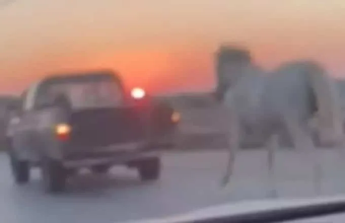 Νέο περιστατικό κακοποίησης ζώου: Οδηγός έσερνε άλογο πίσω από αγροτικό - Βίντεο