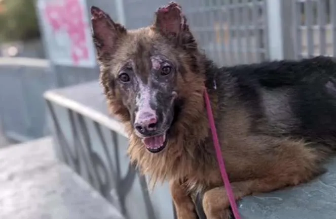 Φωτιά στην Πεντέλη: Ο σκύλος με τα εγκαύματα τα κατάφερε και αναζητεί σπίτι