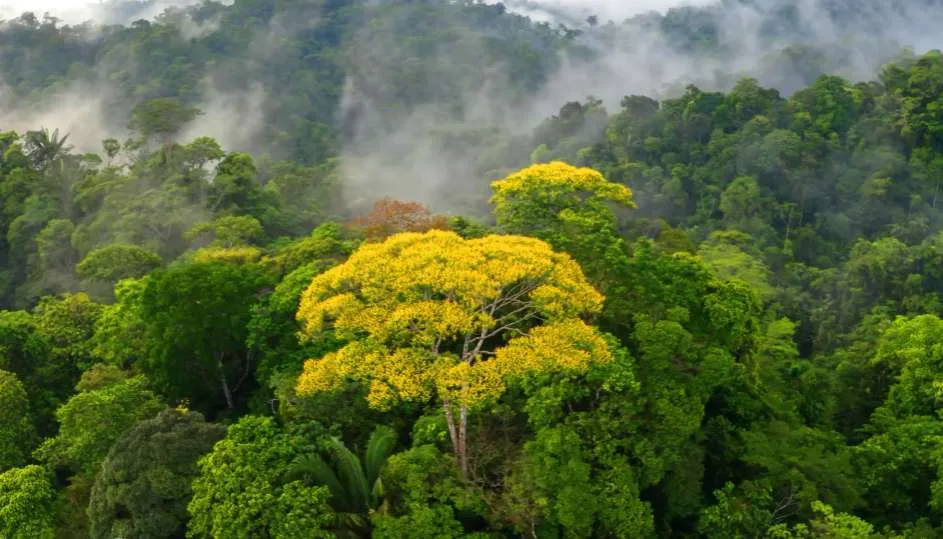 Το 26% της Αμαζονίας έχει χαθεί για πάντα - Παγκόσμια οικολογική καταστροφή