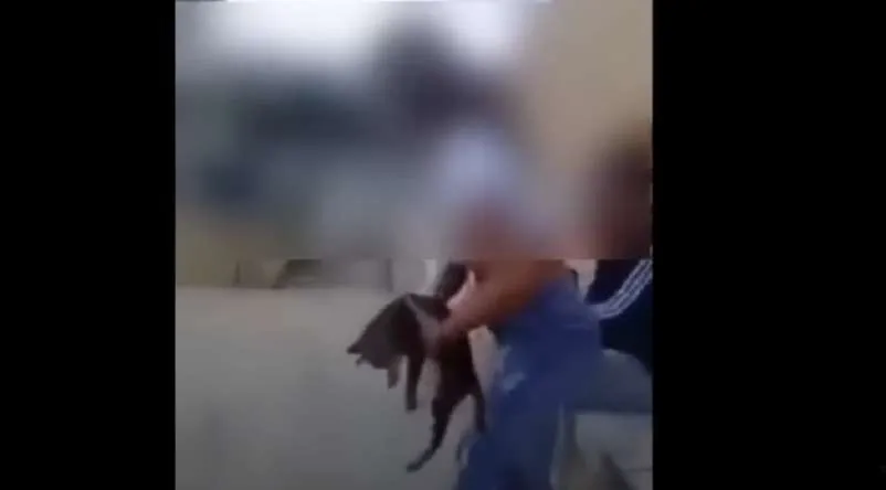 Κρήτη: Πρόστιμο 5.000 ευρώ στην 15χρονη μαθήτρια που κλώτσησε γατάκι