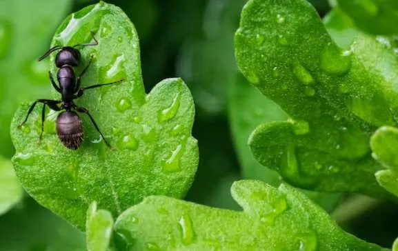 Έξι επιστήμονες μέτρησαν πόσα μυρμήγκια υπάρχουν στη γη