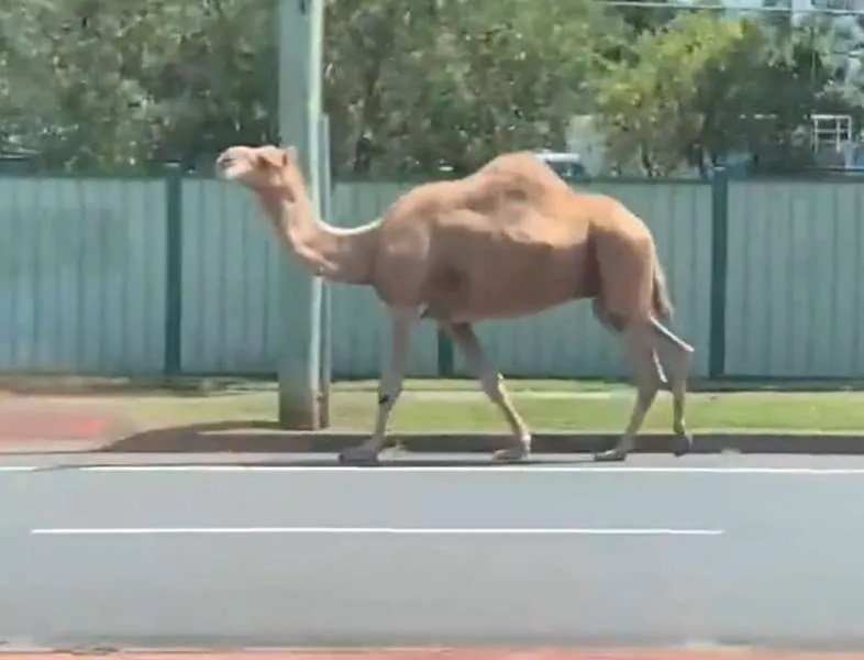 Αυστραλία: Καμήλες το έσκασαν από τη φάτνη των Χριστουγέννων και έκαναν βόλτες στους δρόμους (BINTEO)