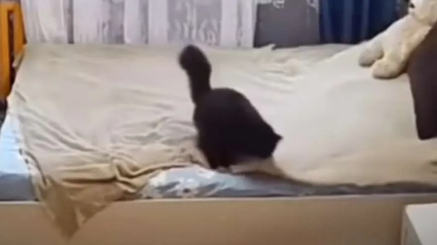 Γάτα στρώνει το κρεβάτι και γίνεται viral (ΒΙΝΤΕΟ)