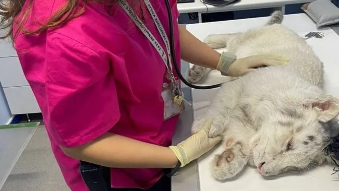 Κέντρο διάσωσης αγρίων ζώων από τη Νότια Αφρική θέλει να φιλοξενήσει το λευκό τιγράκι