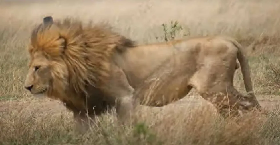 Νεκρό το λιοντάρι - «βασιλιάς» του Σερενγκέτι: Το σκότωσαν αντίπαλοι