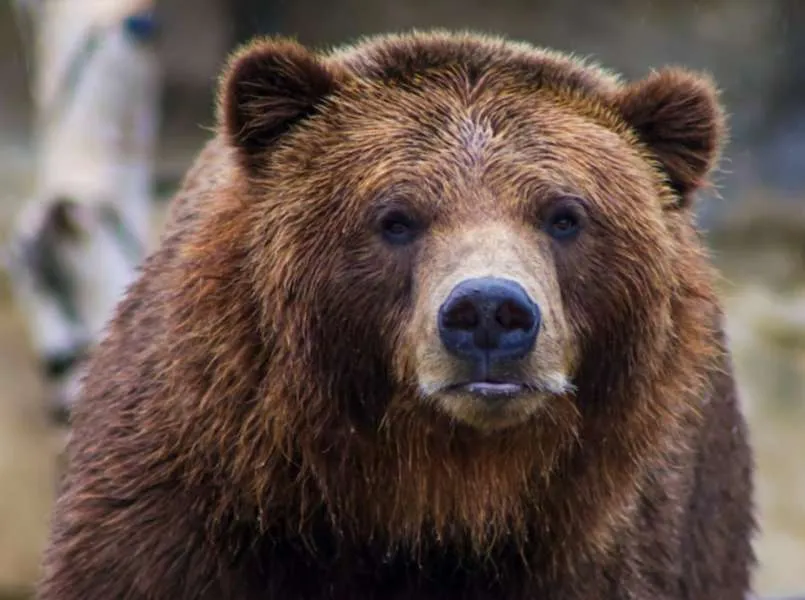 Πεινασμένη αρκούδα έφαγε 40 κιλά μέλι στο όρος Πάικο