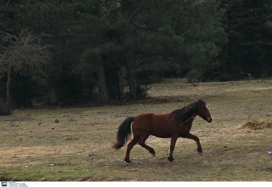 Πάρνηθα: Βρέθηκαν νεκρά άλογα σε δυσπρόσιτο γκρεμό - Προσοχή, σκληρές εικόνες