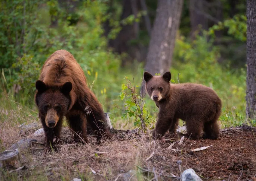 Φλώρινα: Αρκουδάκια παγιδεύτηκαν σε κανάλι