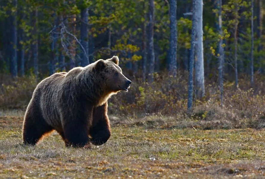 Λάρισα: Αρκούδα πιάστηκε σε παράνομη θηλιά - Mάσησε δέντρο για να απελευθερωθεί