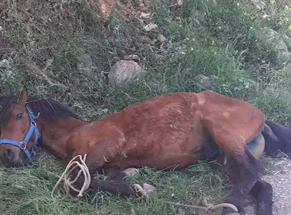 Άλογο που κακοποιήθηκε στη Τζιά: Αναμένοντας την εισαγγελική παρέμβαση